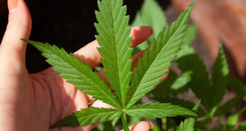 cbd vs thc